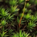 Haircap Mosses - Photo (c) Hermann Falkner, some rights reserved (CC BY-NC)