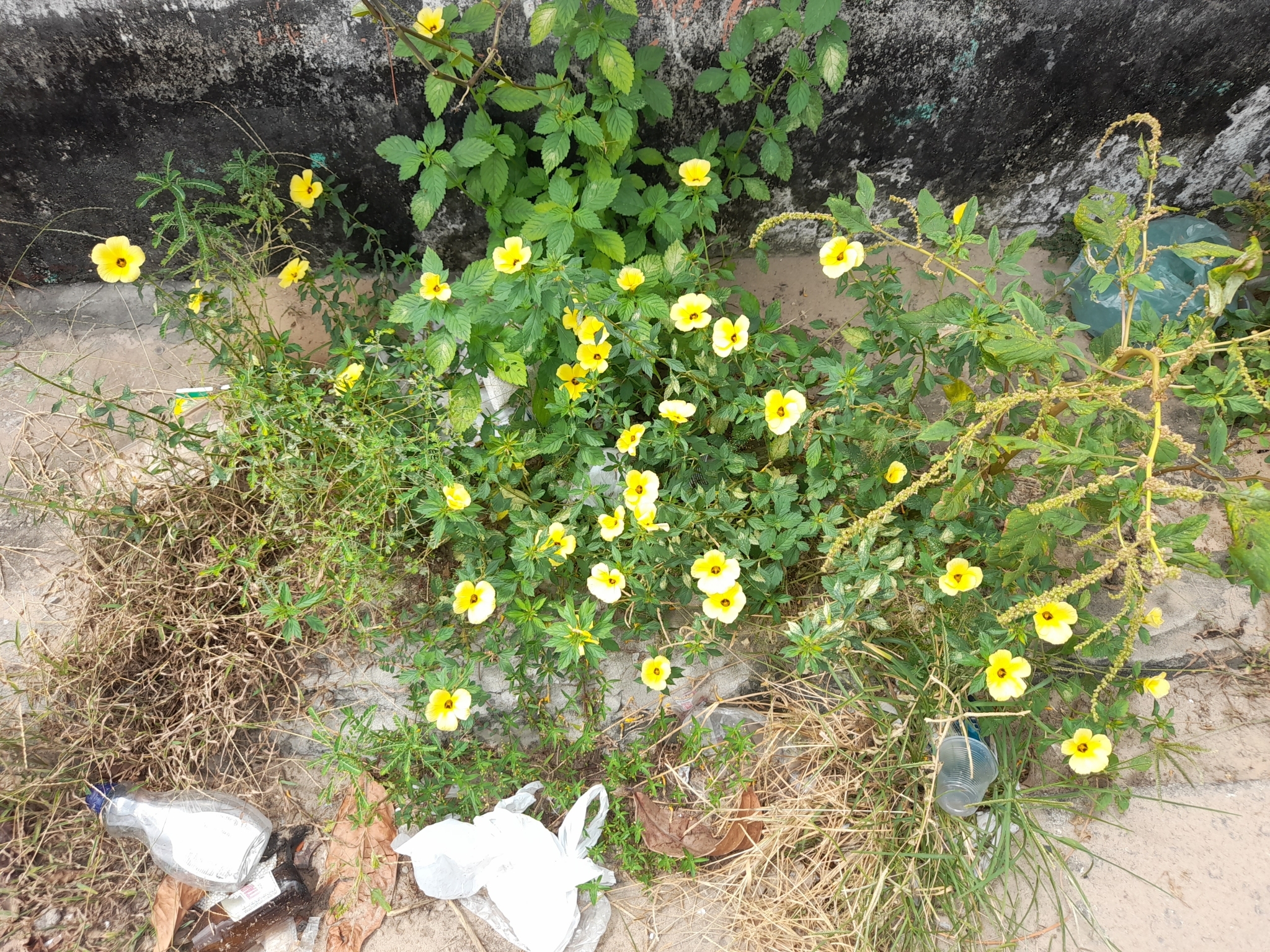 Turnera subulata