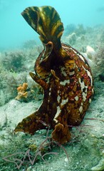 Aplysia extraordinaria