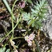 Bunium alpinum corydalinum - Photo (c) ROLLET, algunos derechos reservados (CC BY-NC-ND), subido por ROLLET