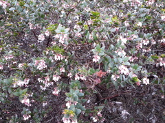 Arctostaphylos pajaroensis