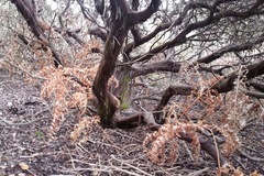 Arctostaphylos pajaroensis