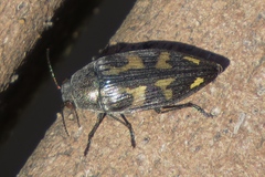 Buprestis maculipennis