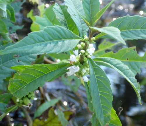 Taperleaf water horehound (Lycopus rubellus)