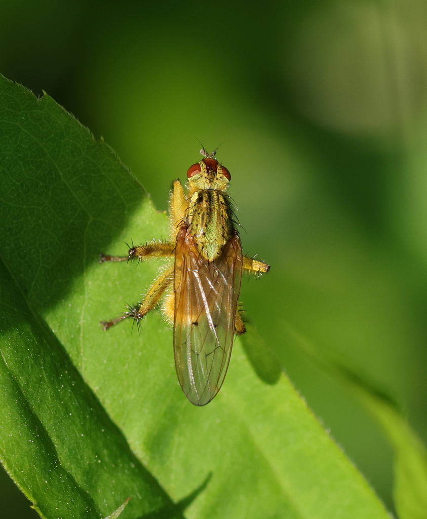 Golden Dung Fly from Gonfreville-l'Orcher, France on May 24, 2023 at 06 ...