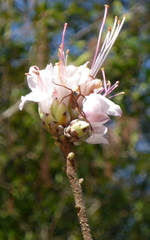 Rhododendron canescens