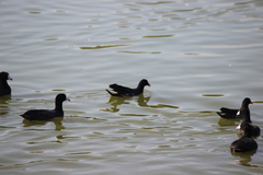 Gallinula galeata cachinnans