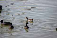 Gallinula galeata cachinnans