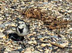 Motacilla alba