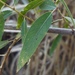 Salix gooddingii - Photo (c) Alex Abair,  זכויות יוצרים חלקיות (CC BY-NC)