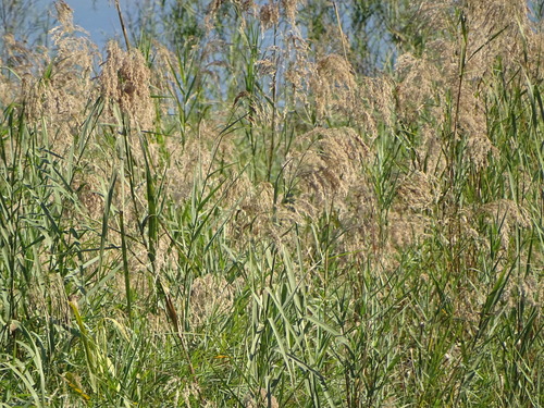 Image of Phragmites mauritianus by (c) Shaun Swanepoel, some rights reserved (CC BY)