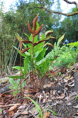 Tectaria harlandii