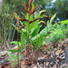 Tectaria harlandii - Photo (c) 方伊琳(阿鈣), alguns direitos reservados (CC BY-NC), uploaded by 方伊琳(阿鈣)