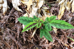 Rubus reflexus hui