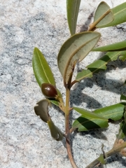 Beilschmiedia microphylla image
