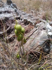 Orthochilus rutenbergianus