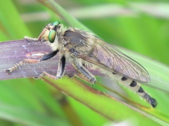 Promachus vertebratus