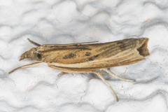 Fissicrambus profanellus