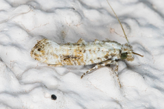 Xylesthia albicans