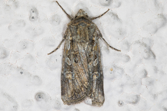 Lacinipolia acutipennis