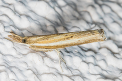 Fissicrambus intermedius