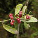 Red-berried Mistletoe - Photo (c) copepodo, some rights reserved (CC BY-NC-ND)