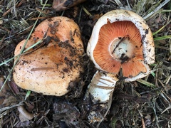 Lactarius aestivus