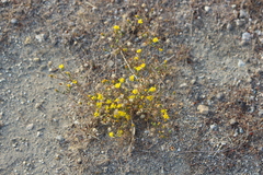 Lessingia glandulifera