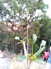 Coptosperma