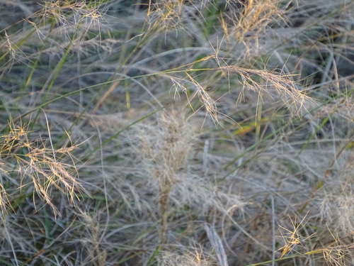 Image of Gongoni grass by (c) Shaun Swanepoel, some rights reserved (CC BY)