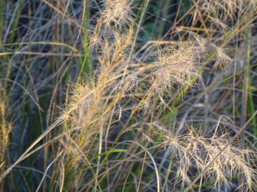 Image of Ngongoni Three-Awn (Aristida junciformis) by (c) Shaun Swanepoel, some rights reserved (CC BY)
