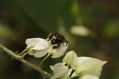Geotrigona acapulconis