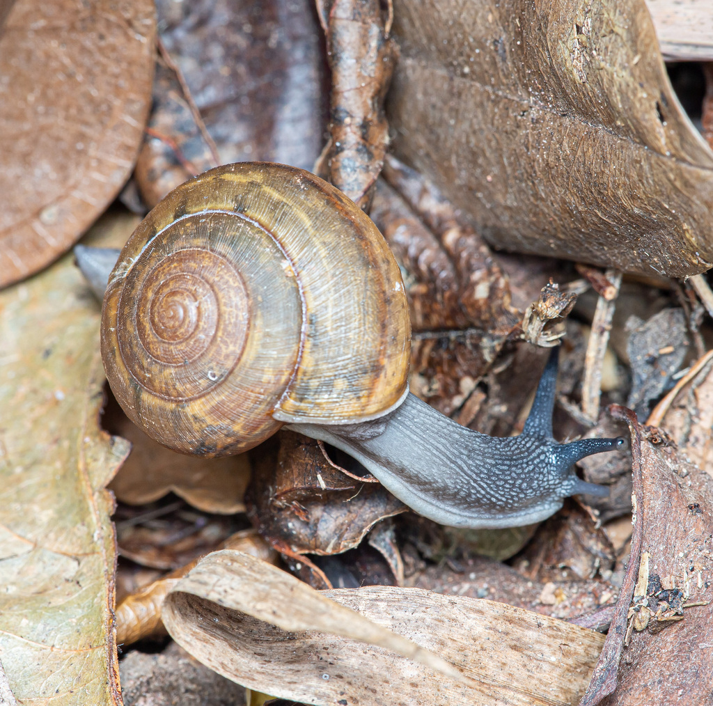 Siamese Common Snail
