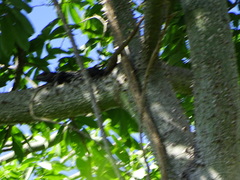 Ctenosaura pectinata