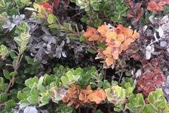 Arctostaphylos pacifica