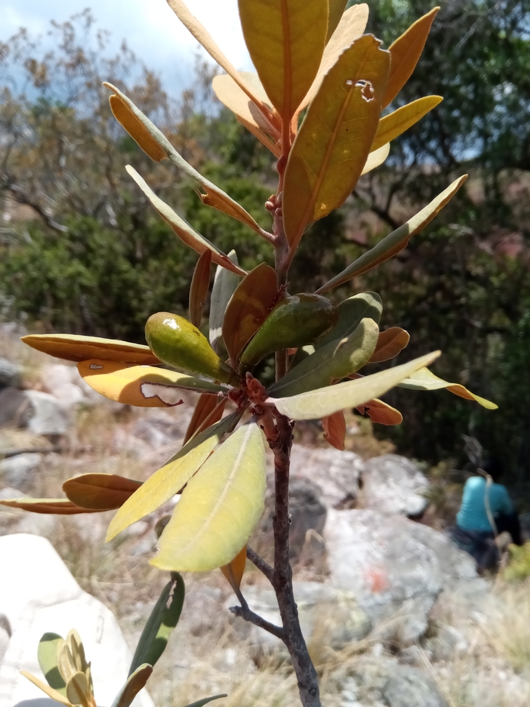 Beilschmiedia microphylla