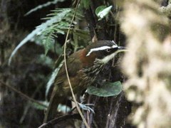 Pomatorhinus musicus