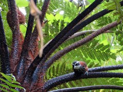 Pomatorhinus musicus