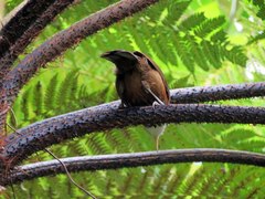 Pomatorhinus musicus