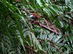 Pomatorhinus musicus