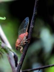 Chremistica ochracea