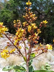 Ochnaceae