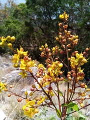 Ochnaceae