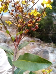 Ochnaceae