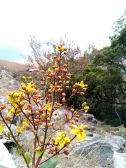 Ochnaceae