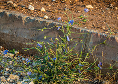 Cichorium pumilum