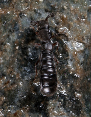 Diaulota