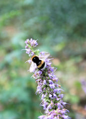 Bombus