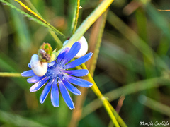 Cichorium pumilum