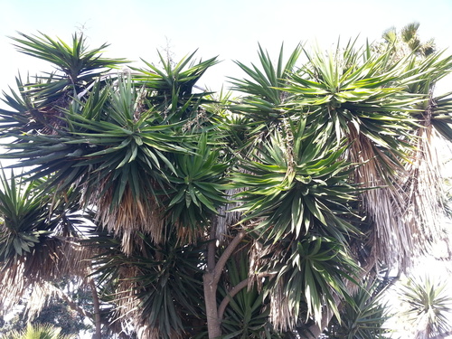 Yucca gigantea